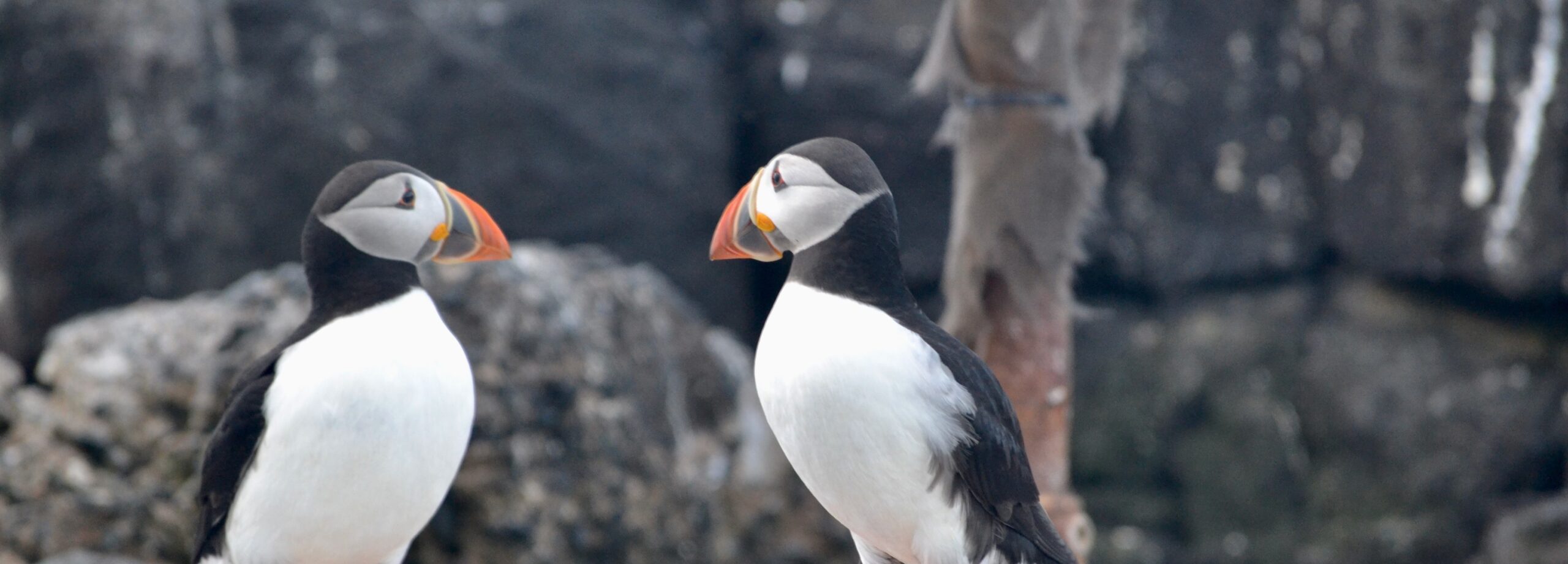 Puffin Banner Blog