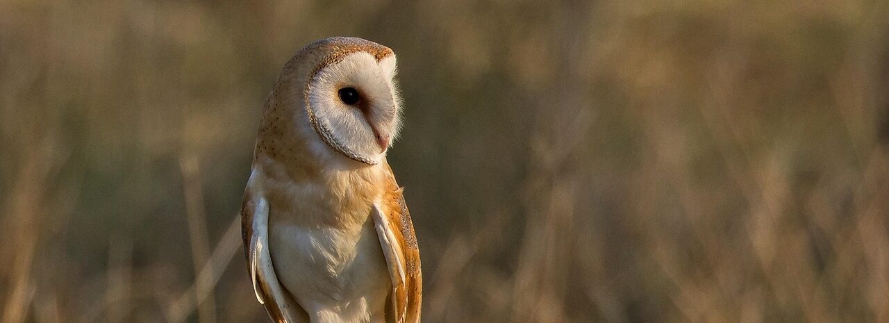 barn owl, ornithology, owl, raptor, bird, wildlife, animal, nature, barn owl, barn owl, barn owl, barn owl, barn owl, owl, owl