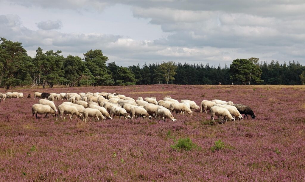 heather, heath sheep, sheep, moorland, cattle, heather flowers, animals, nature, graze, purple, colorful